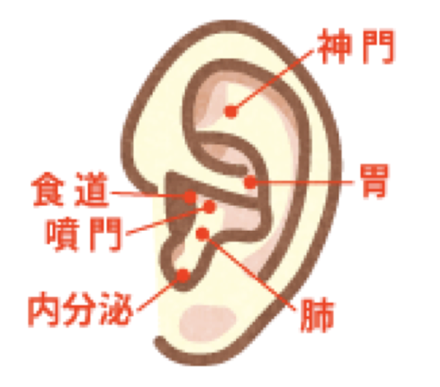 耳つぼの刺激で食欲抑制